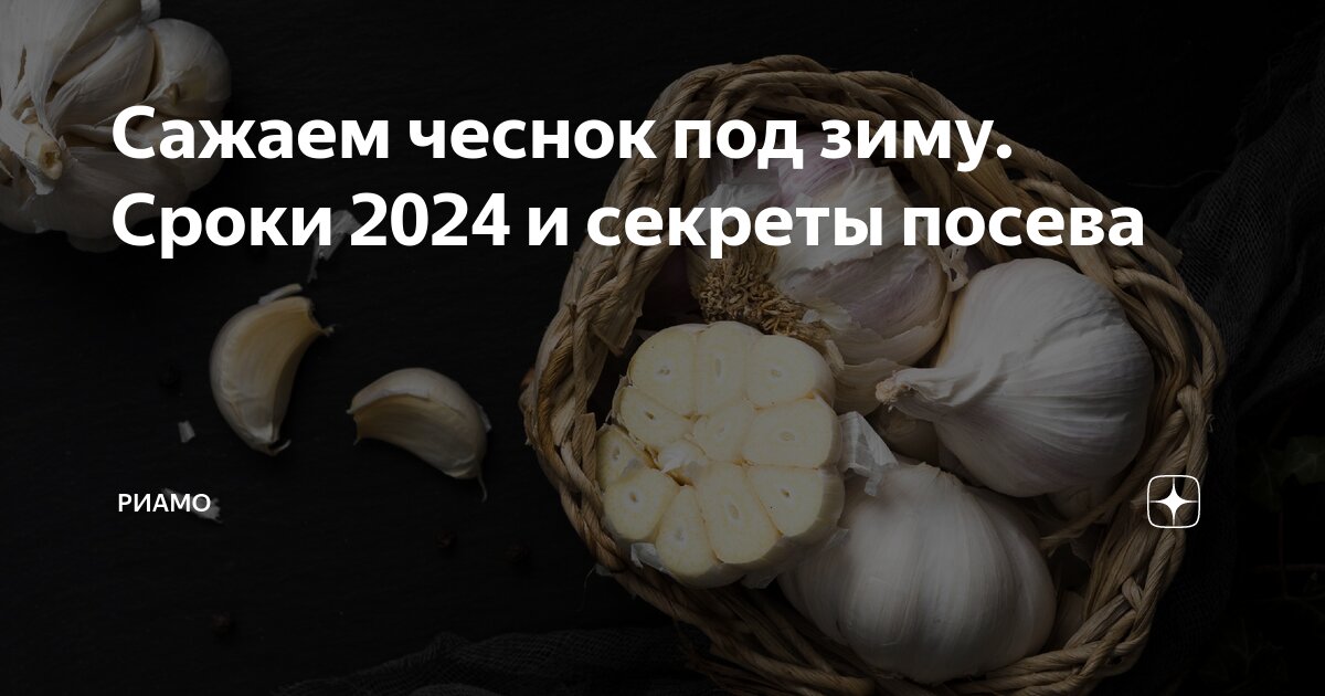 Когда сажать чеснок в брянске под зиму