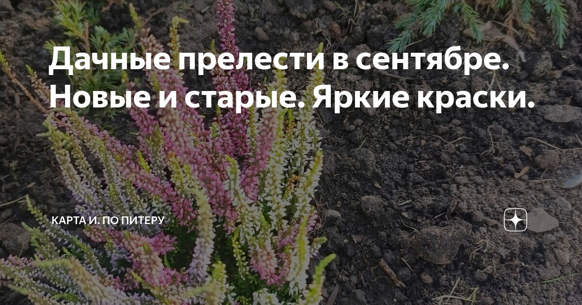 Дачные прелести в сентябре. Новые и старые. Яркие краски. | Карта И. по ...