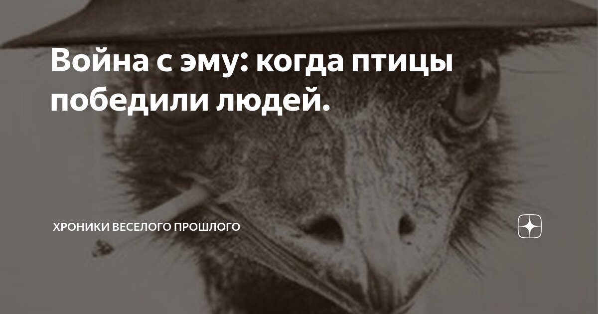 Война с эму: когда птицы победили людей. | Хроники веселого прошлого | Дзен