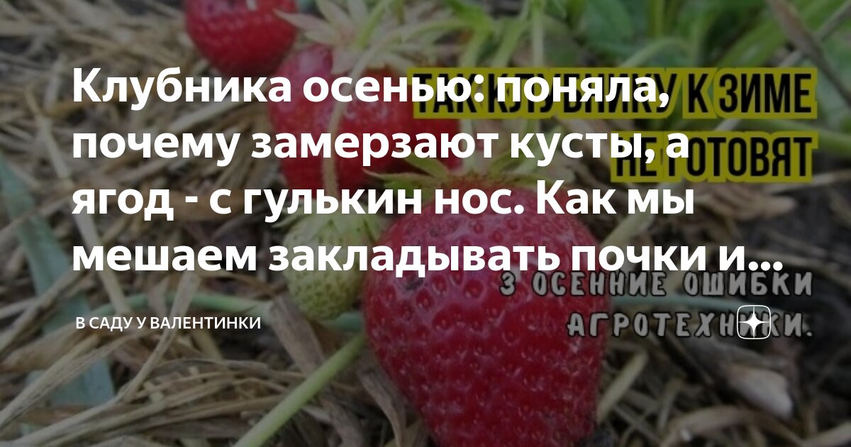 Клубника осенью: поняла, почему замерзают кусты, а ягод - с гулькин нос ...