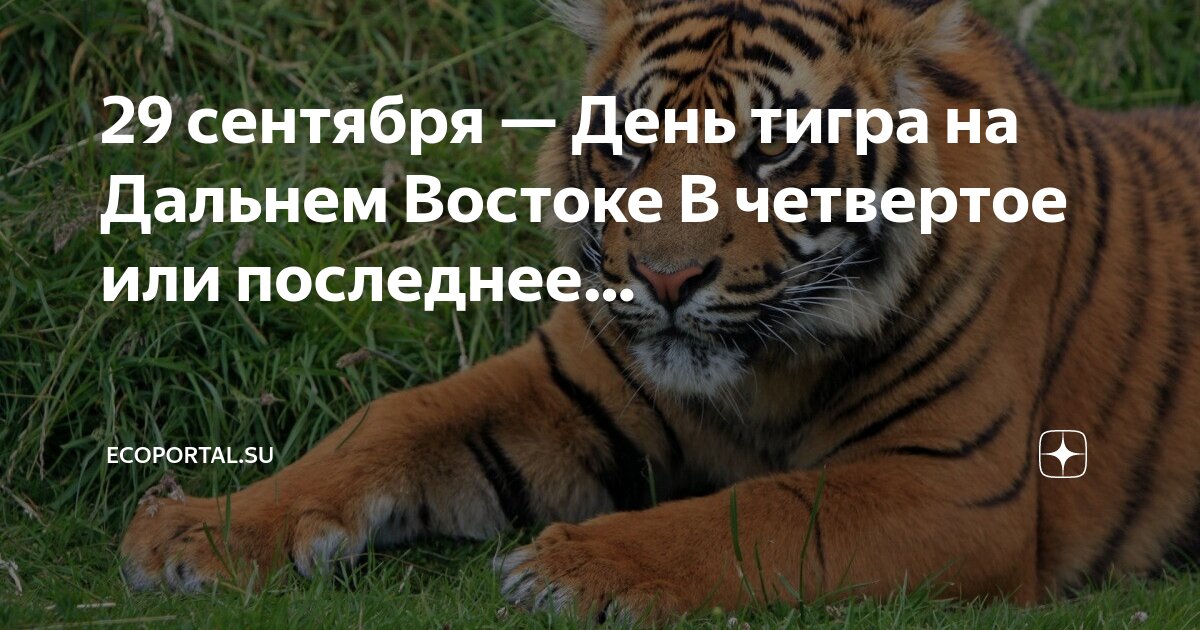 День тигра для детей. День тигра в библиотеке. День амурского тигра картинки. День тигра владивосток. Амурский тигр день тигра.