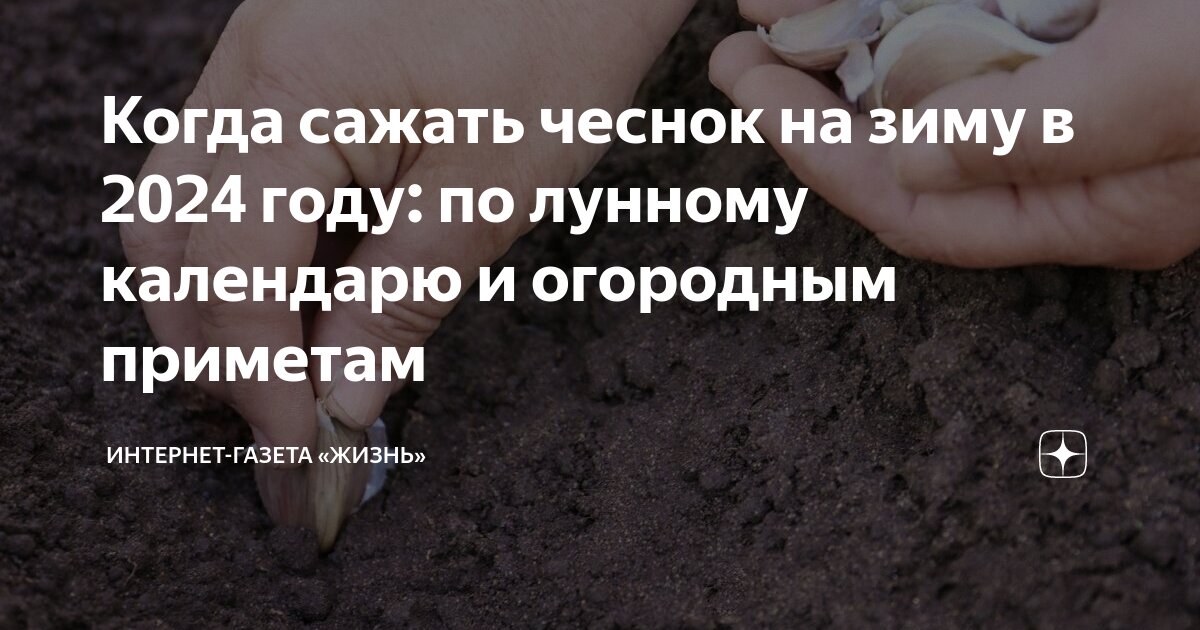 Когда сажать чеснок в брянске под зиму