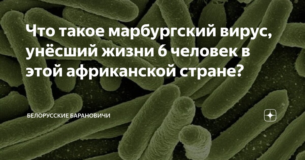 Геморрагическая лихорадка марбурга. Марбургский вирус 2024. Геморрагические лихорадки марбург ласса эбола картинки. Марбургский вирус строение. Марбургский вирус 2024.