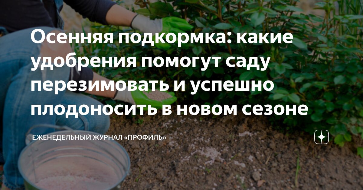 Осенняя подкормка роз и подготовка к зиме. Уход за бегонией осенью подготовка к зиме. Подвязка ежемалины тайберри. Подкормка роз осенью. Розы после зимы.