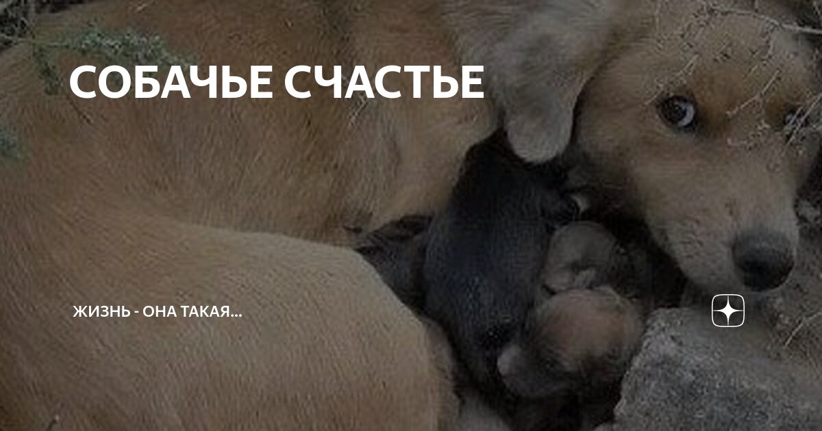 СОБАЧЬЕ СЧАСТЬЕ | Жизнь - она такая... | Дзен