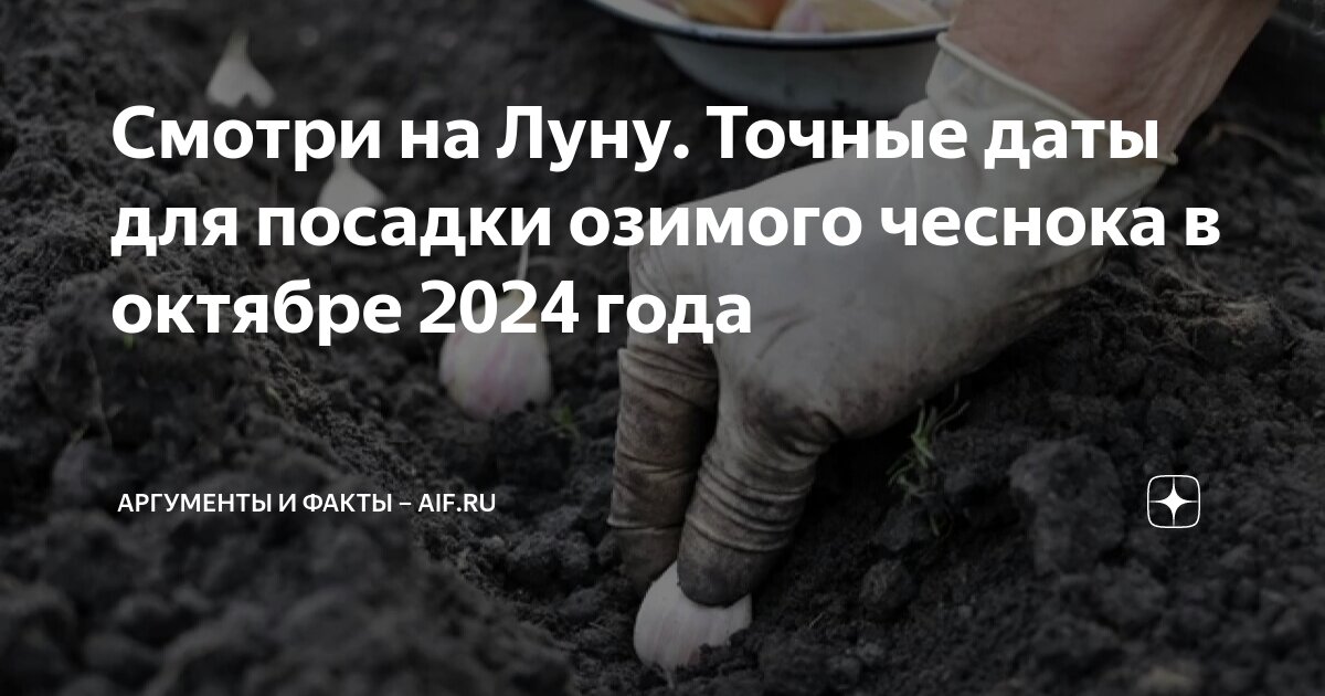Когда сажать чеснок в брянске под зиму