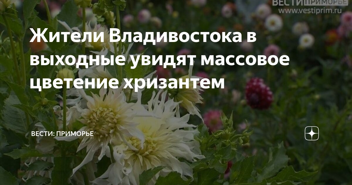 Хризантема этна. Хризантема княгиня. Желтые хризантемы лазаревское. Хризантема топсин. Хризантема корейская дюна.