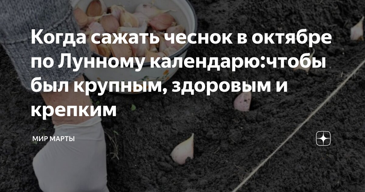 Когда садить озимый чеснок в 2024г