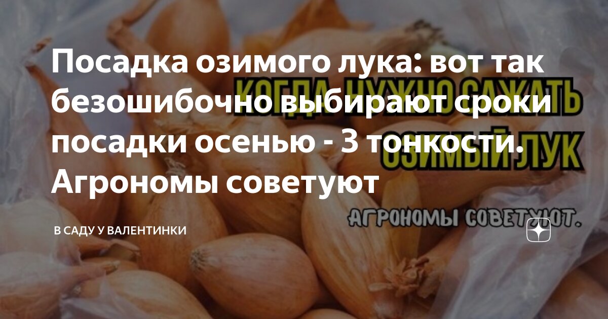 Как посадить озимый лук в зиму правильно. Как посадить озимый лук в зиму правильно