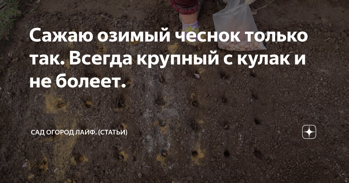 Когда сажать озимый чеснок в башкирии. Когда сажать озимый чеснок в башкирии