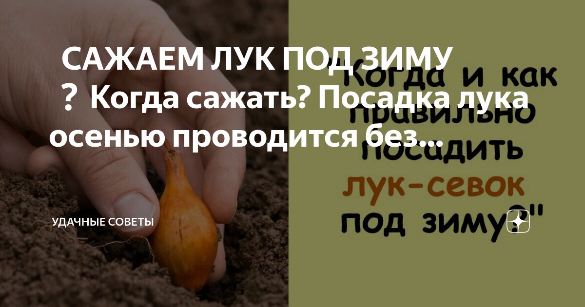Когда сажать лук под зиму в сибири. Когда сажать лук под зиму в сибири