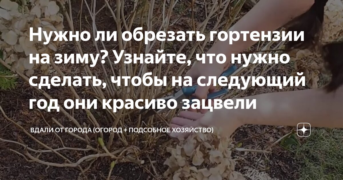 Срезают ли шалфей на зиму