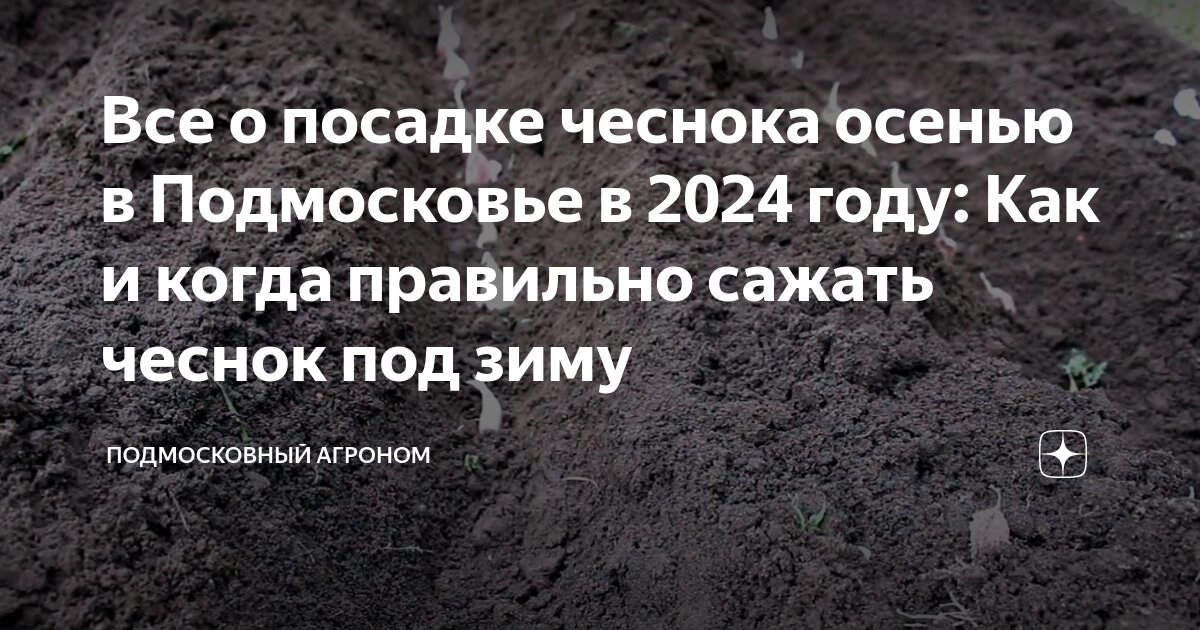 Когда сажать чеснок в брянске под зиму