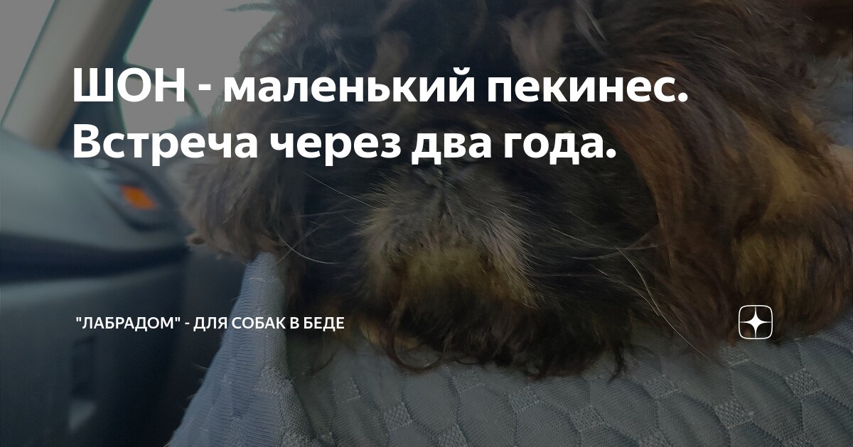Цитаты улица учит. Встретились на беду рассказ на дзен. Встретились на беду рассказ на дзен. Будда шакьямуни аскеза. Дзен рассказы истории веселые.
