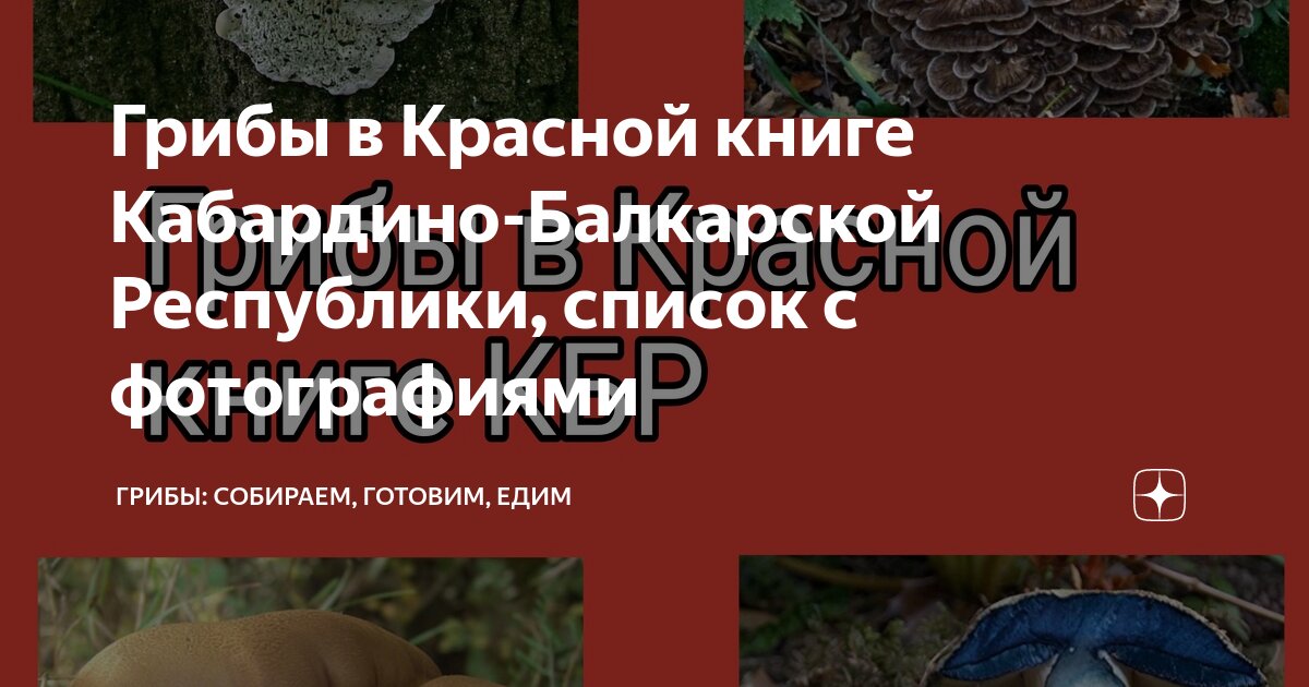 Как приготовить собранные грибы. Как приготовить собранные грибы