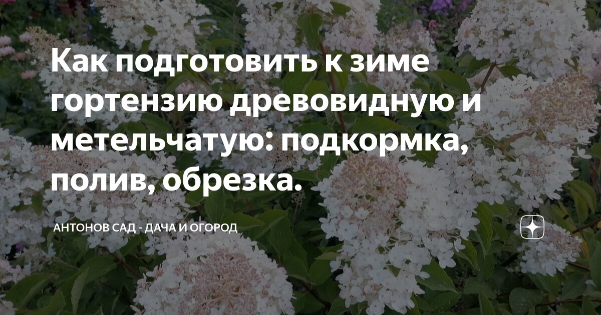 Как подготовить гортензию к зиме как обрезать. Как подготовить гортензию к зиме как обрезать