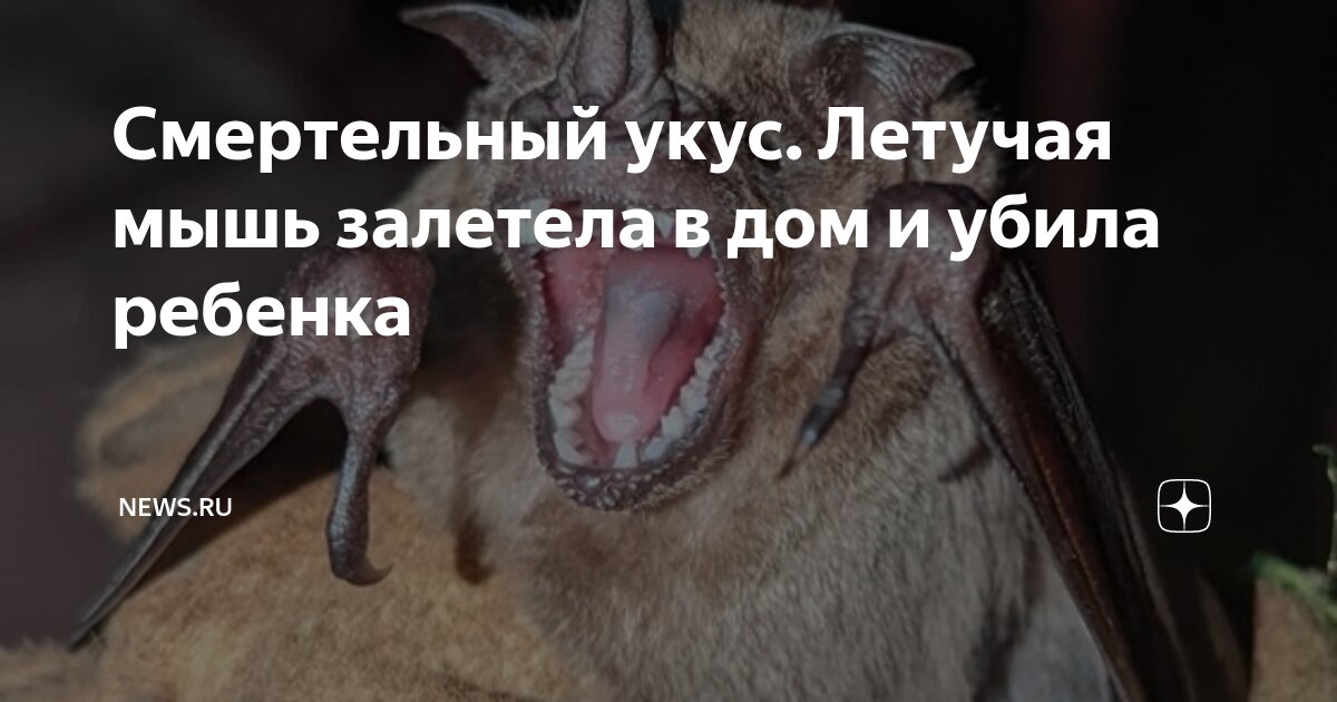 К чему залетает летучая мышь. Залетела летучая мышь в квартиру примета. Примета залетела летучая мышь. Залетела домой летучая мышь к чему это. Летучая мышь в квартире примета.