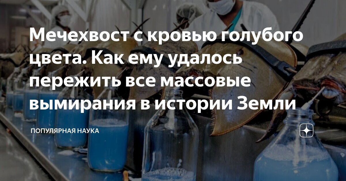 Откуда взялось выражение «голубая кровь», и какого ещё цвета она бывает?