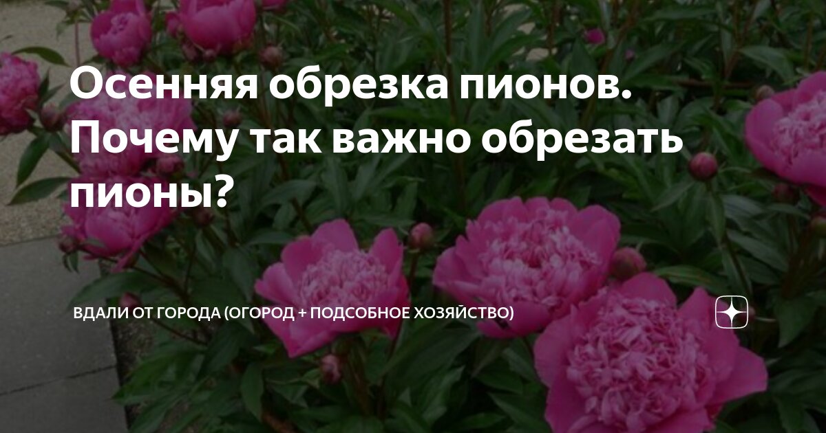 Нужно ли обрезать пионы осенью под зиму. Нужно ли обрезать пионы осенью под зиму