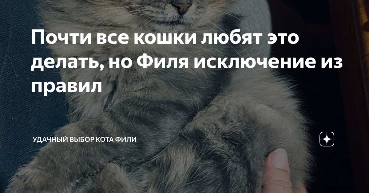 Почти все кошки любят это делать, но Филя исключение из правил ...