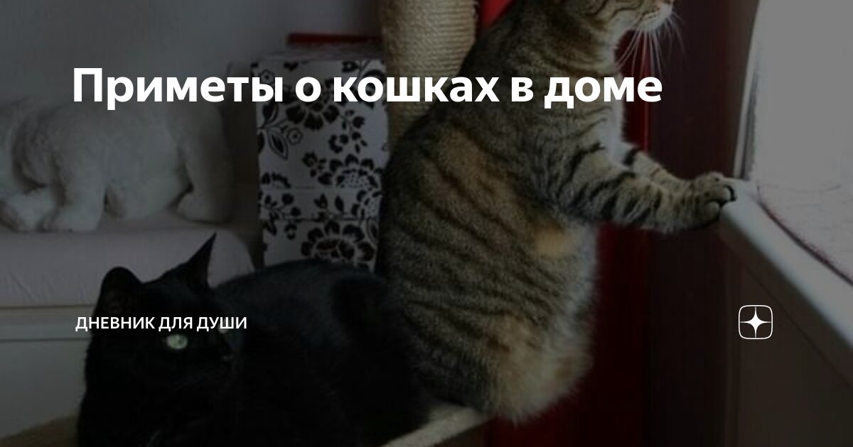 Кошка спит на столе примета к чему это