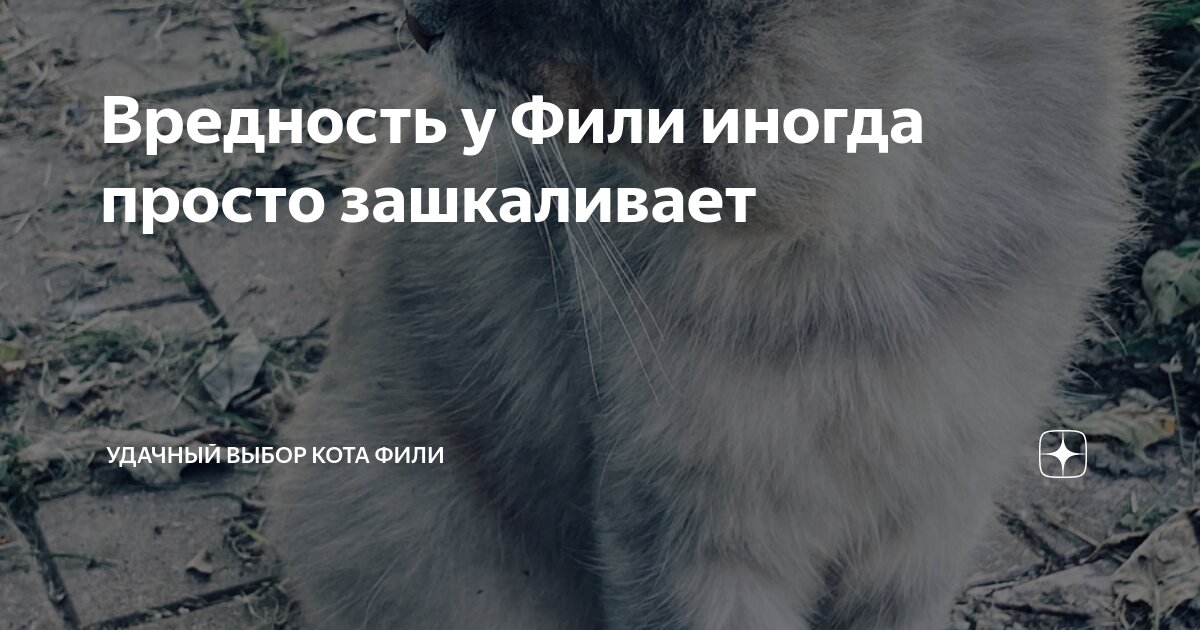 Вредность у Фили иногда просто зашкаливает | Удачный выбор кота Фили | Дзен