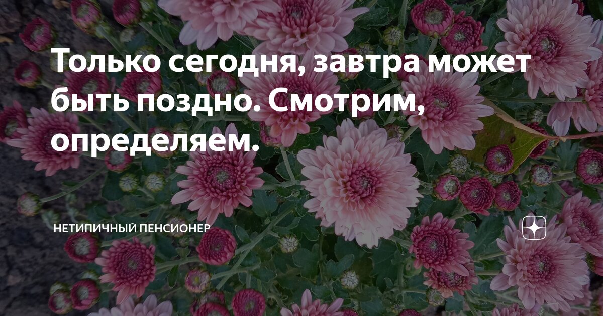 алиса завтра может быть поздно скачать