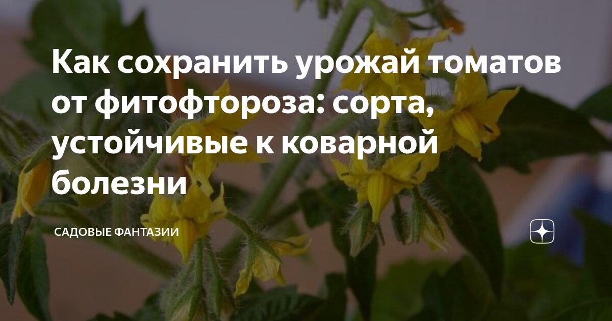 Как сохранить помидоры от фитофторы после сбора. Как сохранить помидоры от фитофторы после сбора