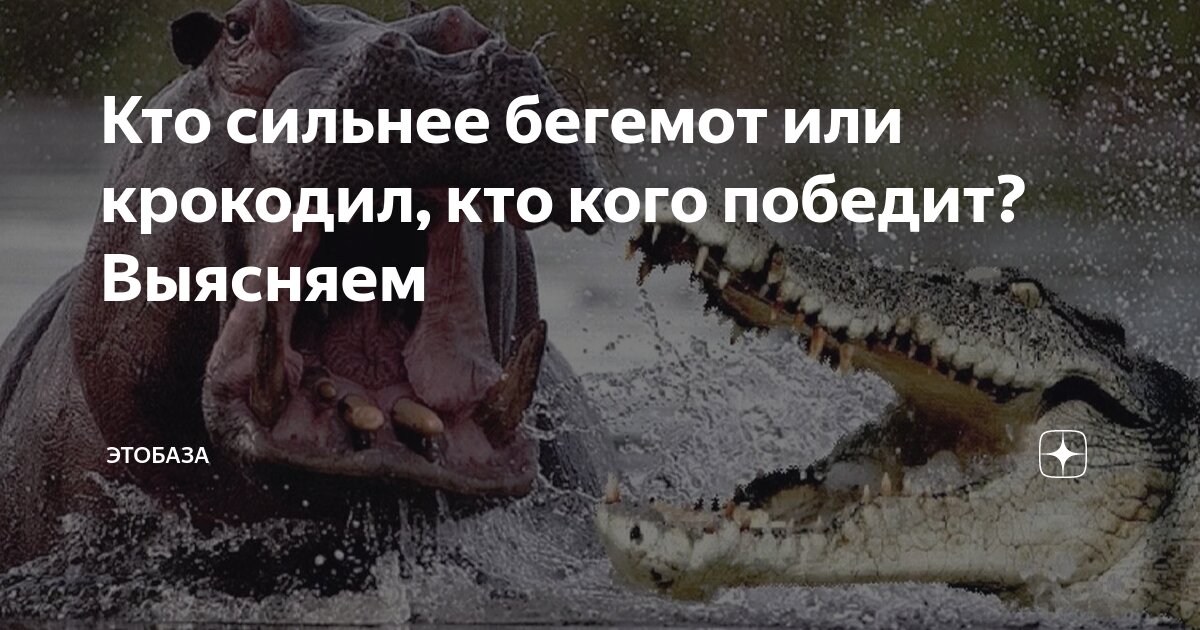 Кто победит бегемот