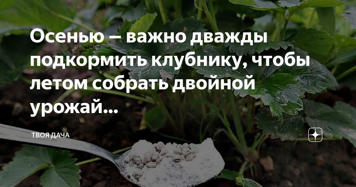 Чем подкормить клубнику осенью чтобы был урожай. Надо осенью подкармливать клубнику. Удобряем клубнику после обработки от вредителей сроки. Корневая подкормка клубники. Чем подкормить землянику осенью.