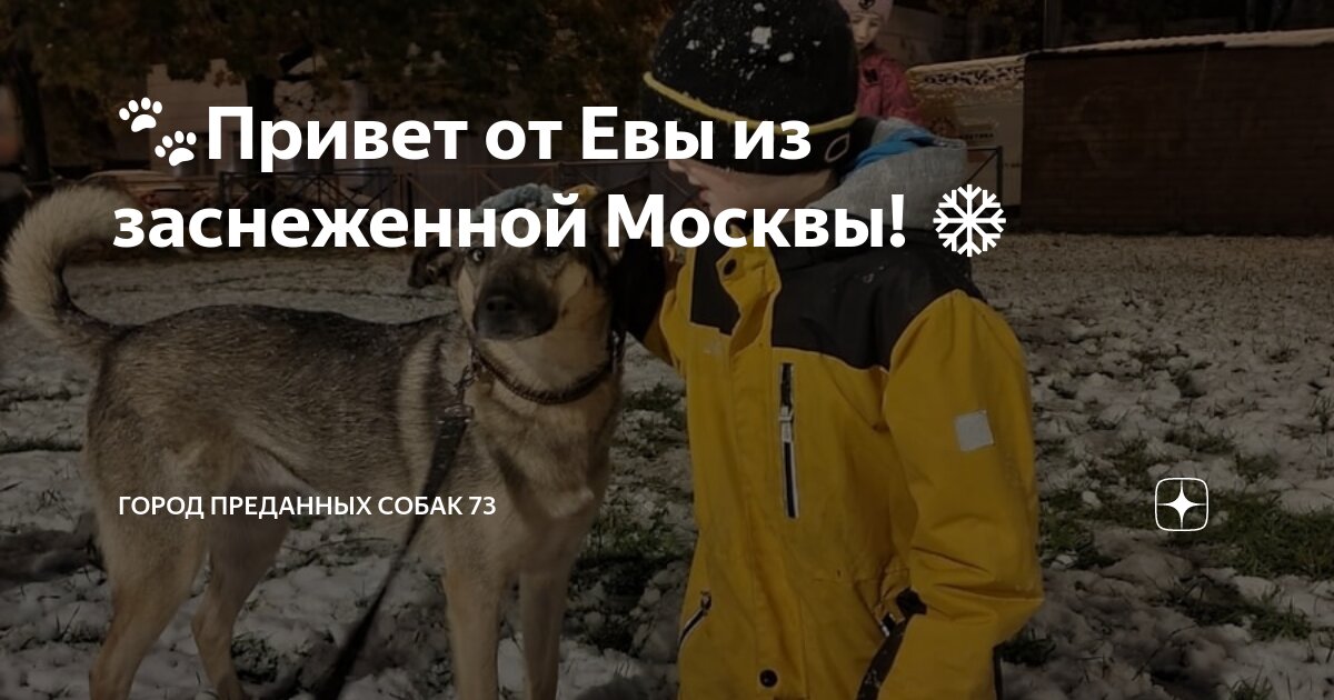 Собаки которых предали. Собаки которых предали