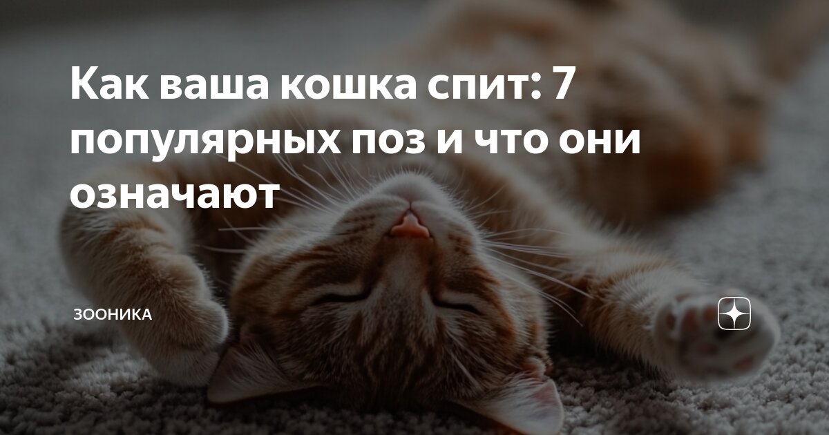 Кошка любит спать на столе что это означает