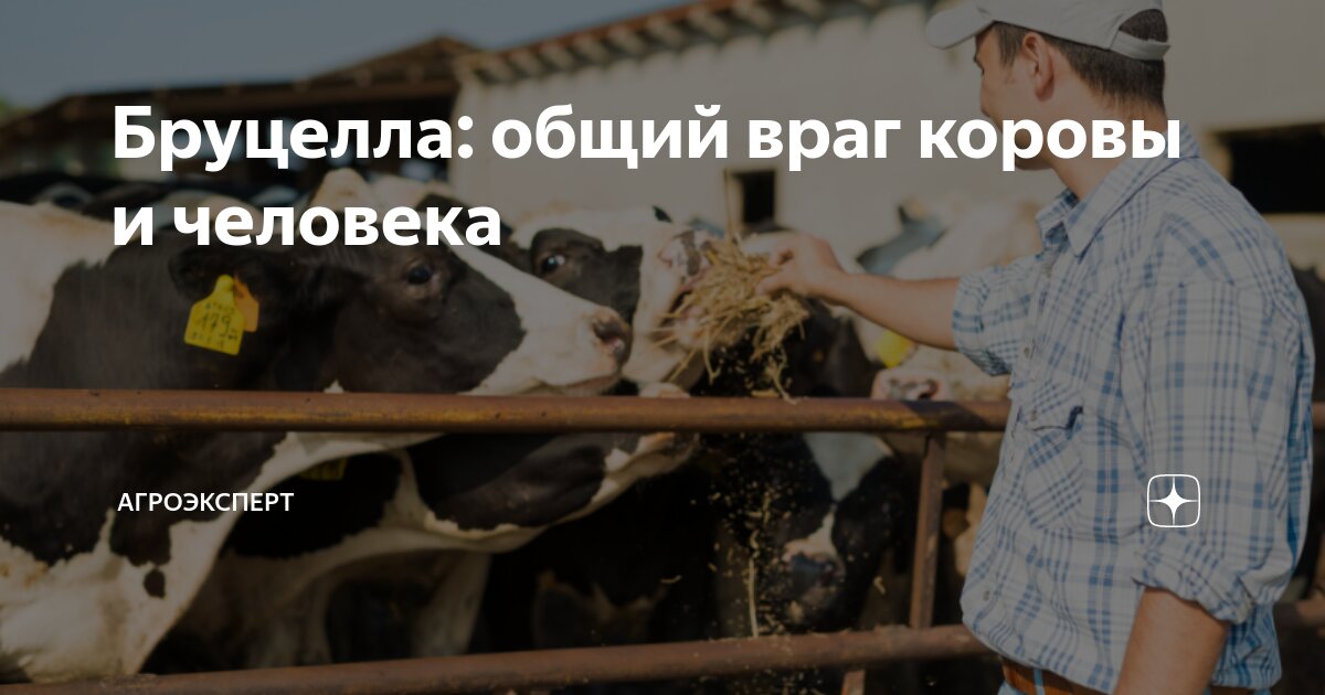 Бруцелла: общий враг коровы и человека | Агроэксперт | Дзен