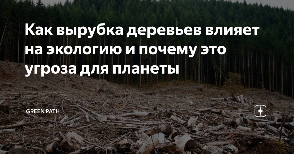 Влияние деревьев на человека. Влияние деревьев на человека