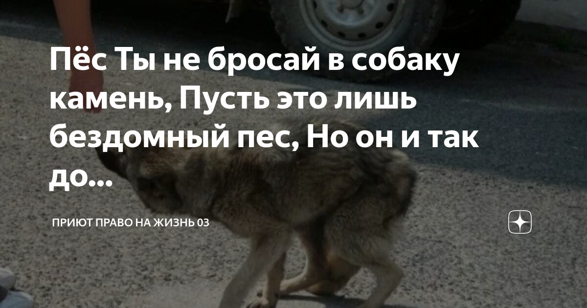 Собака дарт вейдер. Собака мем. Но я не твой пес. Я твой собак. Мемы с собаками.