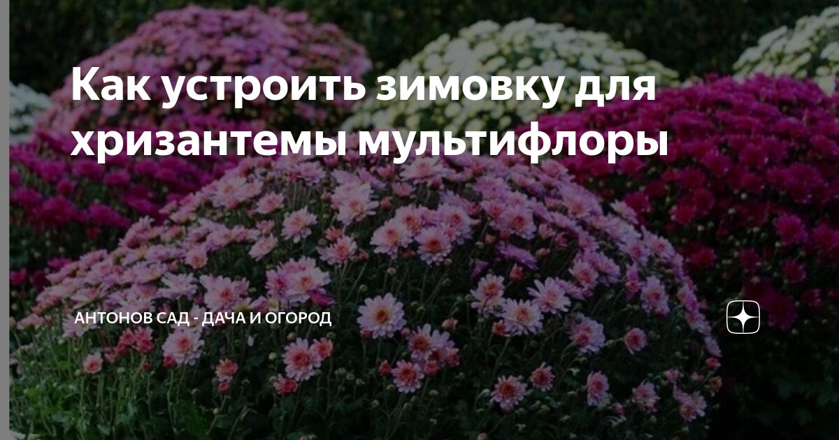 Как устроить зимовку для хризантемы мультифлоры | Антонов сад - дача и ...