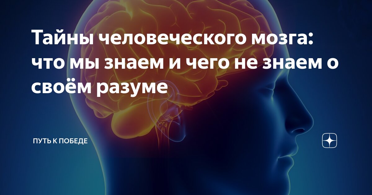 Организмы без мозгов. Медуза мем. Медицинский макет мозга. Изолированный мозг. Три мозга человека.