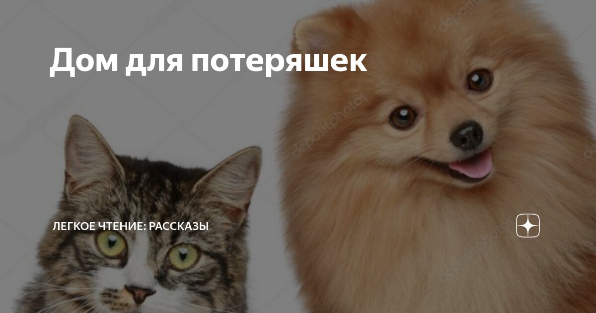 Дом для потеряшек | Легкое чтение: рассказы | Дзен