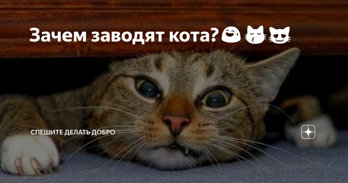Ты чего делаешь котик