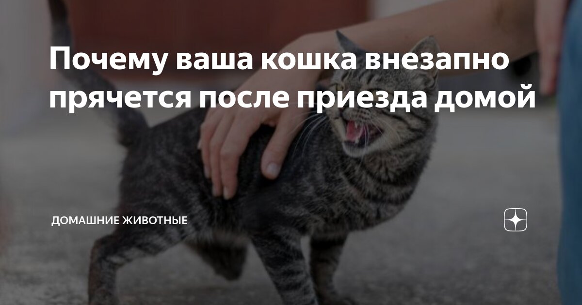 Мемы с котами домой. Зачем ты домой. Иди домой. Иди домой. Статус хочу домой.