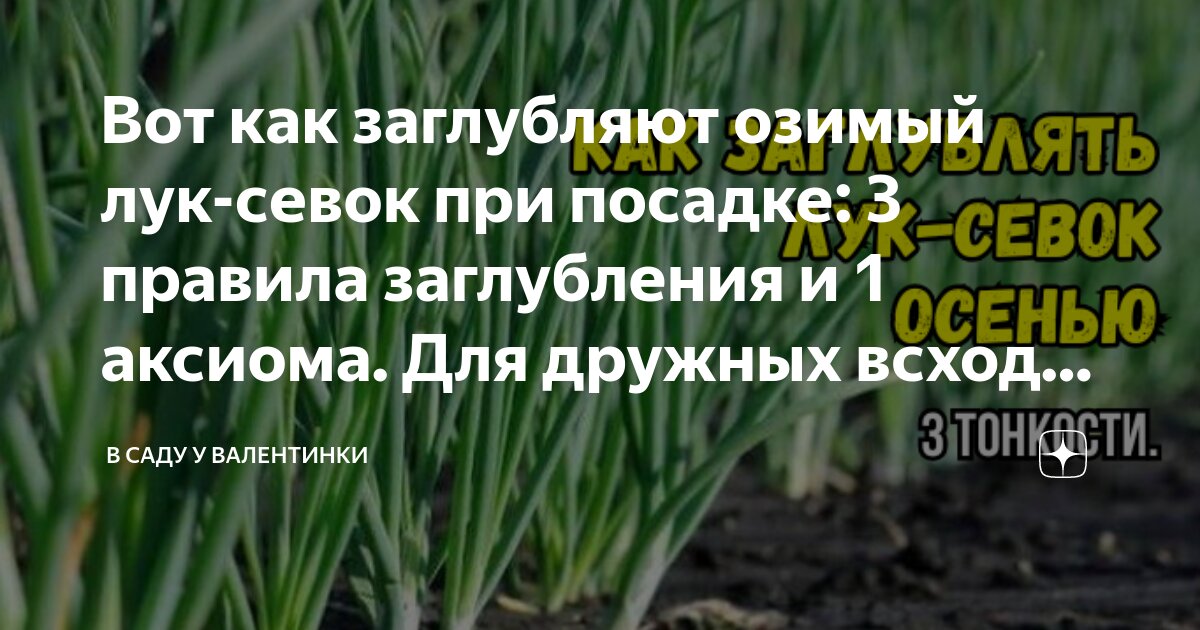 Как посадить озимый лук в зиму правильно. Как посадить озимый лук в зиму правильно