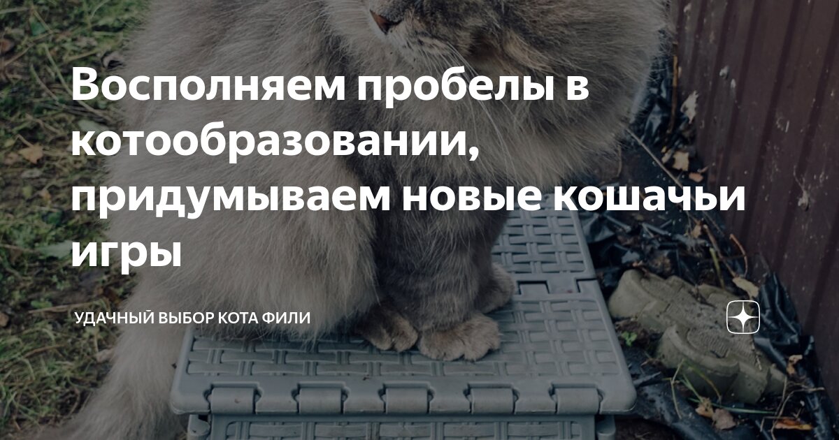 Восполняем пробелы в котообразовании, придумываем новые кошачьи игры ...