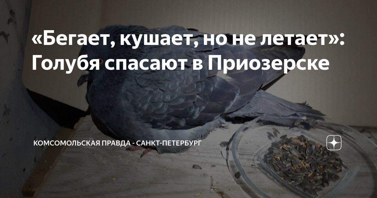 Песня мне бы лететь как птица свободно. Песня мне бы лететь как птица свободно