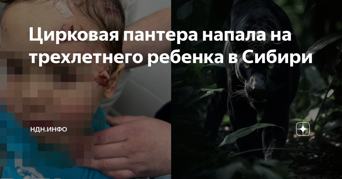 Цирковая пантера напала на ребенка. Цирковая пантера напала на ребенка. Цирковая пантера напала на ребенка. Цирковая пантера напала на ребенка. Цирковая пантера напала на ребенка.