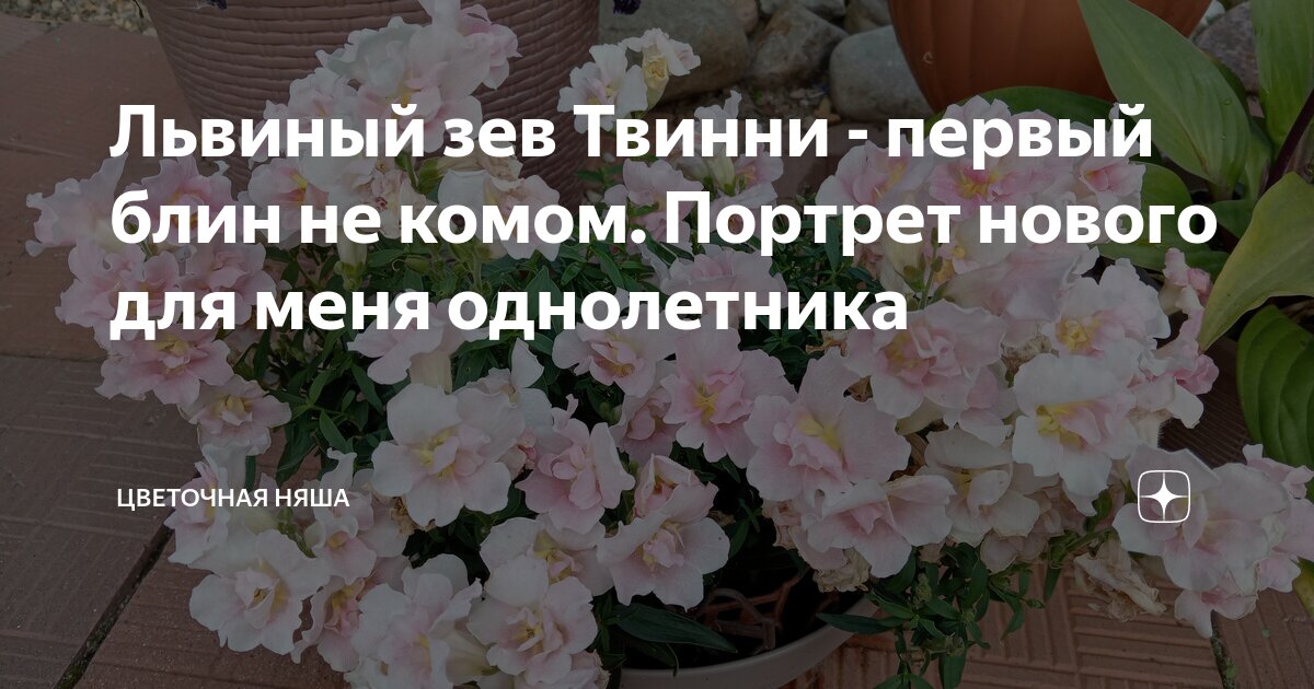 Львиный зев Твинни - первый блин не комом. Портрет нового для меня ...