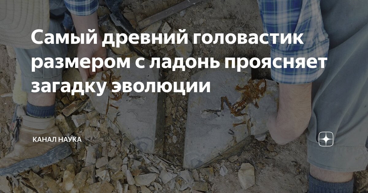 Происхождение и эволюция человека. Стадии развития хомо сапиенс. Эволюционно более древний. Эволюция человека хомо сапиенс. Концепции происхождения человека.