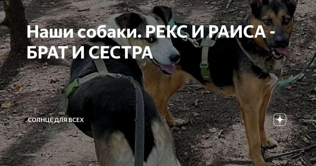 Dog brothers. Мой брат собака. Сальткрока. Мой брат собака. Мой брат собака.