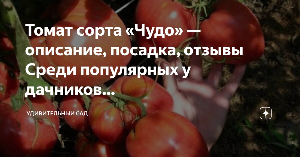 Верочка томат описание характеристика сорта фото отзывы Томат сорта "Чудо" - описание, посадка, отзывы Среди популярных у дачников. Удив