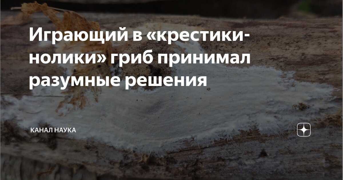 Играющий в «крестики-нолики» гриб принимал разумные решения | Канал ...
