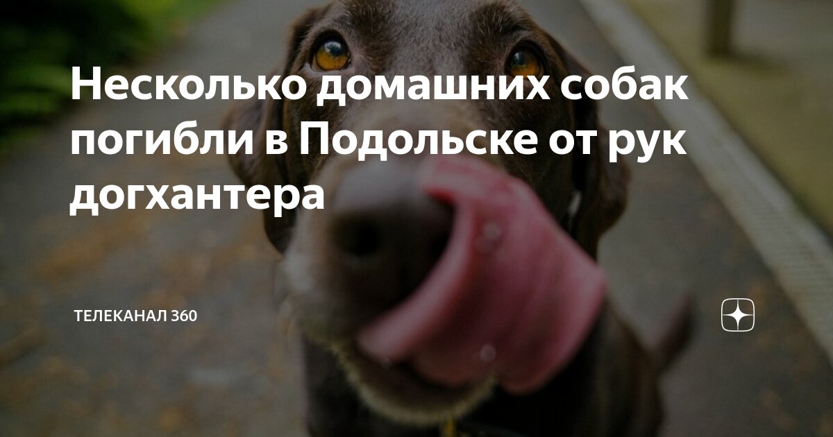 Котенок Беатрис очень хочет быть домашней кошечкой. Москва